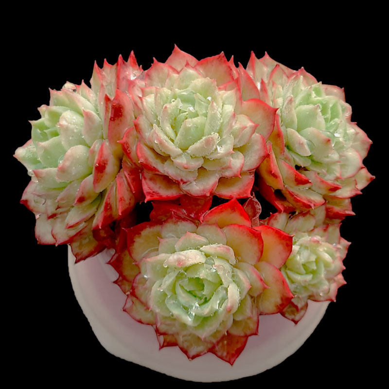 【一物一拍】酸橙辣椒月影系群生爆盆多肉植物新手阳台小盆栽绿植