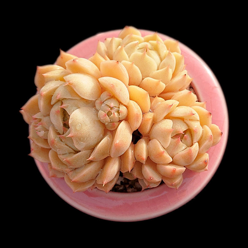 【一物一拍】苯巴蒂斯群生果冻色多肉植物阳台小盆栽绿植满28包邮