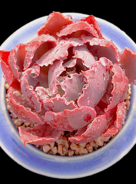 【一物一拍】晚霞之舞薄叶卷边包菜多肉植物阳台盆栽绿植满28包邮