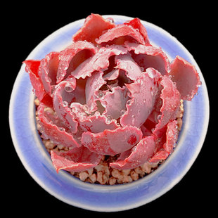 【一物一拍】晚霞之舞薄叶卷边包菜多肉植物阳台盆栽绿植满28包邮