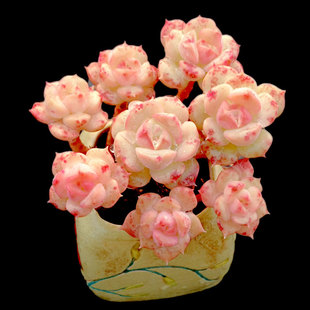 包邮 妮可莎娜小桩子果冻色多肉植物阳台盆栽绿植满28 一物一拍