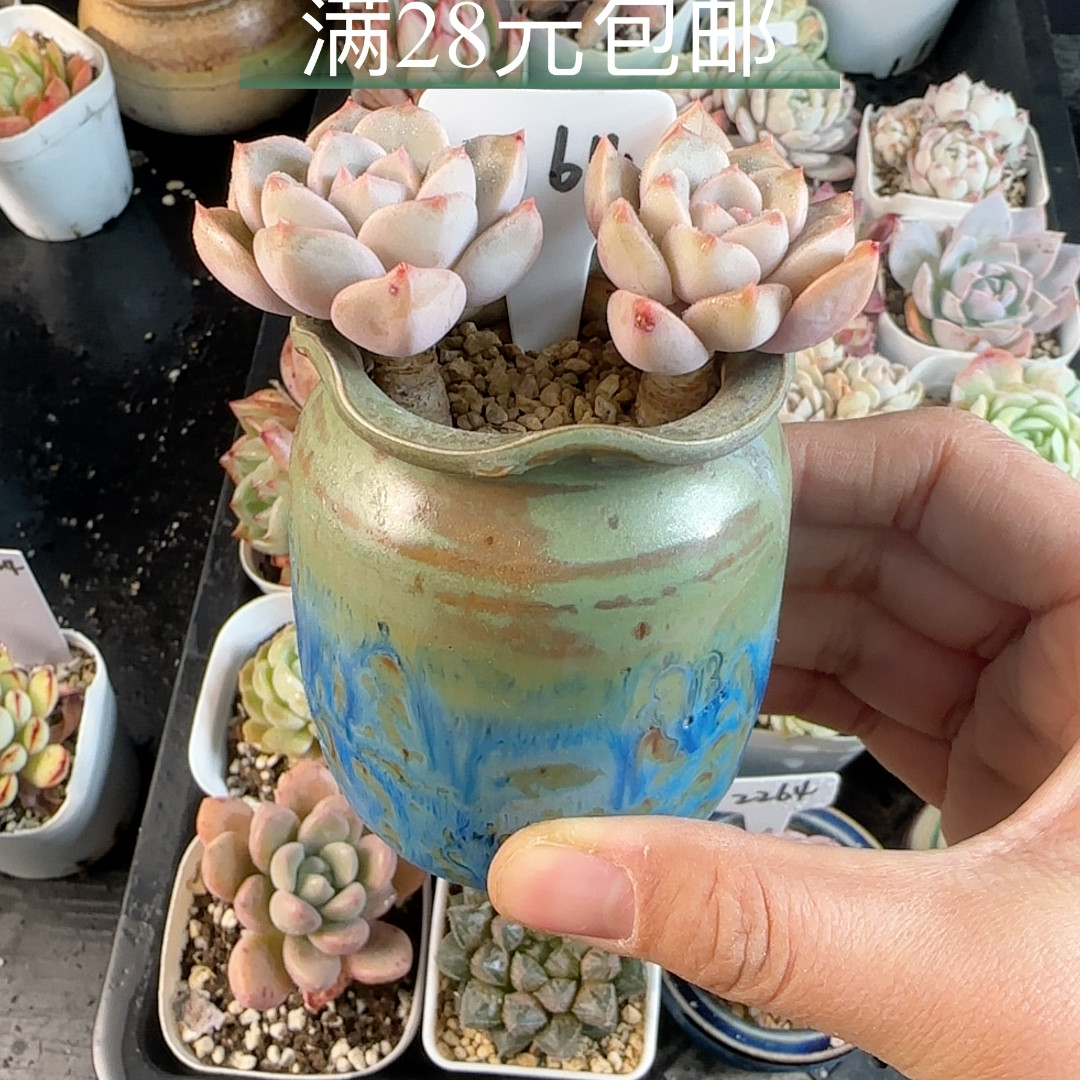 红粉佳人2164 带瓷盆发,鲜花速递/花卉仿真/绿植园艺,多肉植物,淘宝优惠券,粉丝福利购,淘宝优惠卷