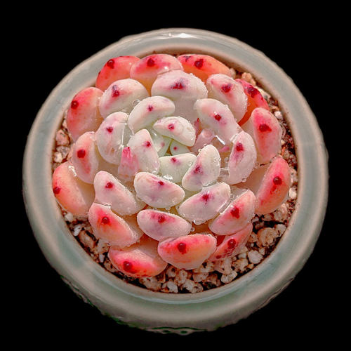 【一物一拍】比安特雪爪多肉植物