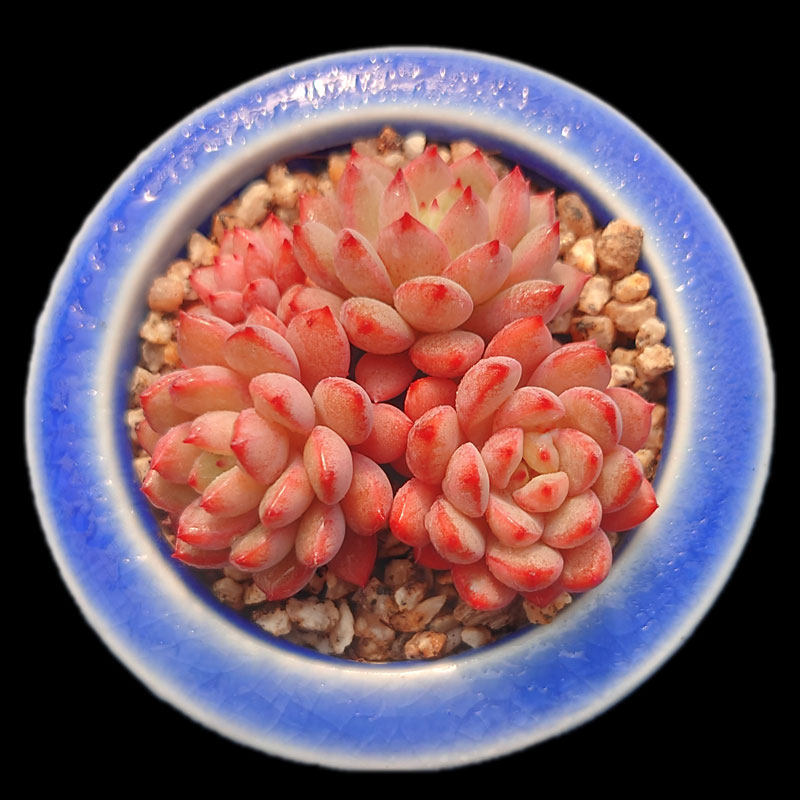 【一物一拍】斯嘉丽/青苹果 红苹果群生多肉植物阳台盆栽满28包邮