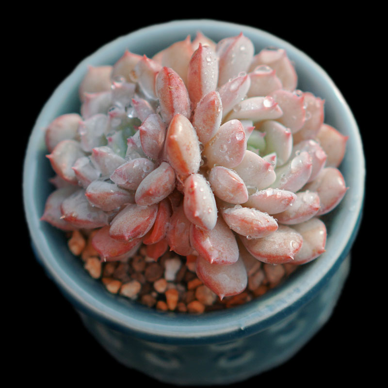 【一物一拍】克拉拉 果冻粉小包子多肉植物阳台盆栽绿植满28包邮