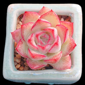 女王玫瑰梦幻女王多肉植物新手阳台盆栽绿植满28 一物一拍 包邮