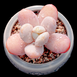 【一物一拍】雪美人圆嘟嘟萌系可爱多肉植物办公室阳台小盆栽绿植