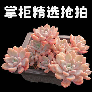 【掌柜精选抢拍一物一拍】特价精品多肉植物阳台盆栽绿植满28包邮