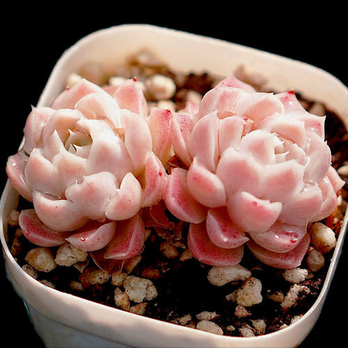 【一物一拍】白月影群生多肉植物