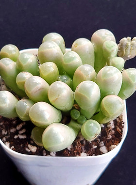 【一物一拍】五十铃玉 番杏科群生多肉植物阳台盆栽绿植满28包邮