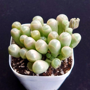 【一物一拍】五十铃玉 番杏科群生多肉植物阳台盆栽绿植满28包邮