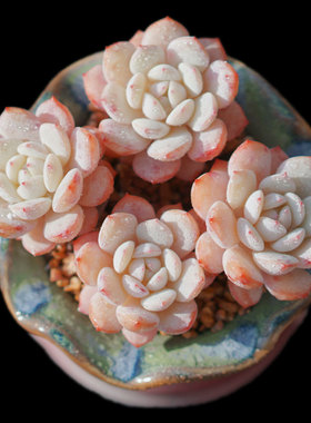 【一物一拍】静雪多肉植物静夜雪莲杂新手办公室盆栽绿植满28包邮