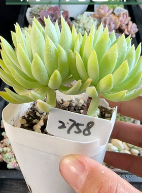 蓝色天使2756