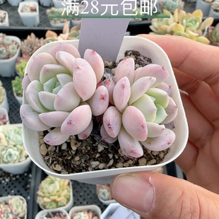 恩宠1023 带盆发