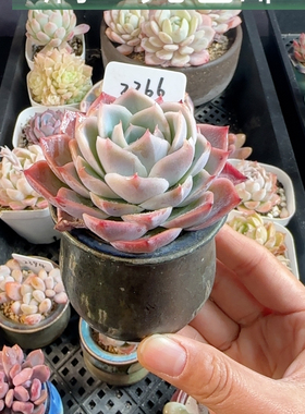 孤星2366 带瓷盆