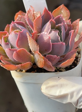 1月10日直播 晚霞之舞255 盆口6.3cm 28包邮