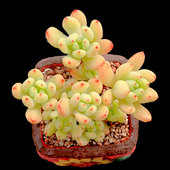 小桩有香味多肉植物办公室阳台组合小盆栽绿植 春萌 一物一拍