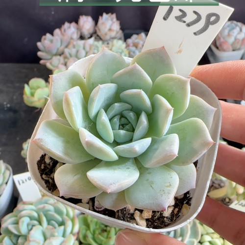 恩宠1279
