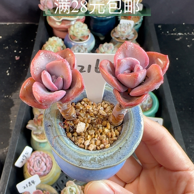 彩虹糖2165 带瓷盆发