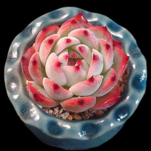 【一物一拍】水蜜桃/吉娃娃多肉