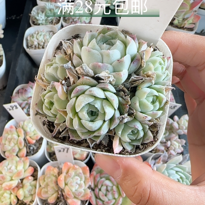 沁心222 散群带盆发