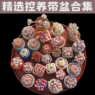 【一物一拍】精选拇指盆 礼品多肉精品带盆发货多肉植物新手绿植