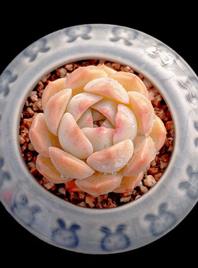 【一物一拍】纯爱 贵货杂交多肉植物办公室阳台盆栽绿植满28包邮