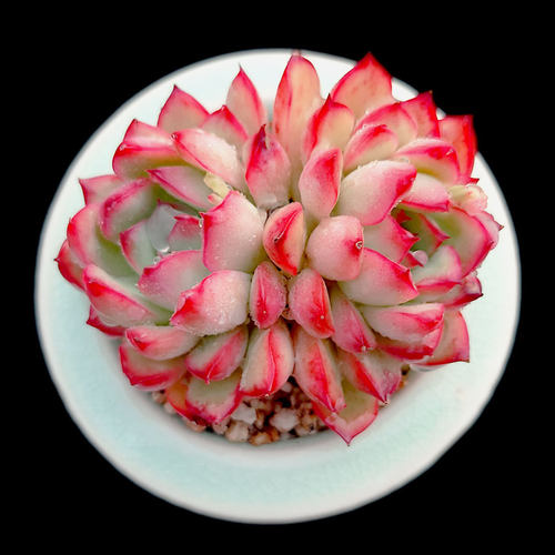 【一物一拍】花月夜精养多肉植物