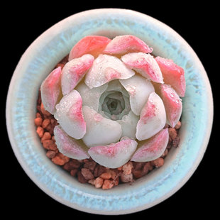 蔷薇月影小包子果冻色多肉植物办公室满28 沁心 包邮 一物一拍