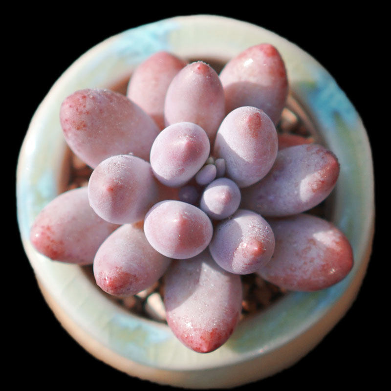 【一物一拍】汤圆肉嘟嘟粉紫色多肉植物新手阳台盆栽绿植满28包邮,鲜花速递/花卉仿真/绿植园艺,多肉植物,淘宝优惠券,粉丝福利购,淘宝优惠卷