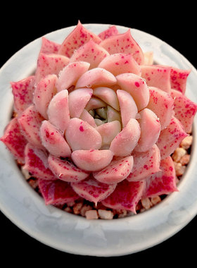 【一物一拍】粉斑点 杂交SP稀有多肉植物办公室盆栽绿植满28包邮