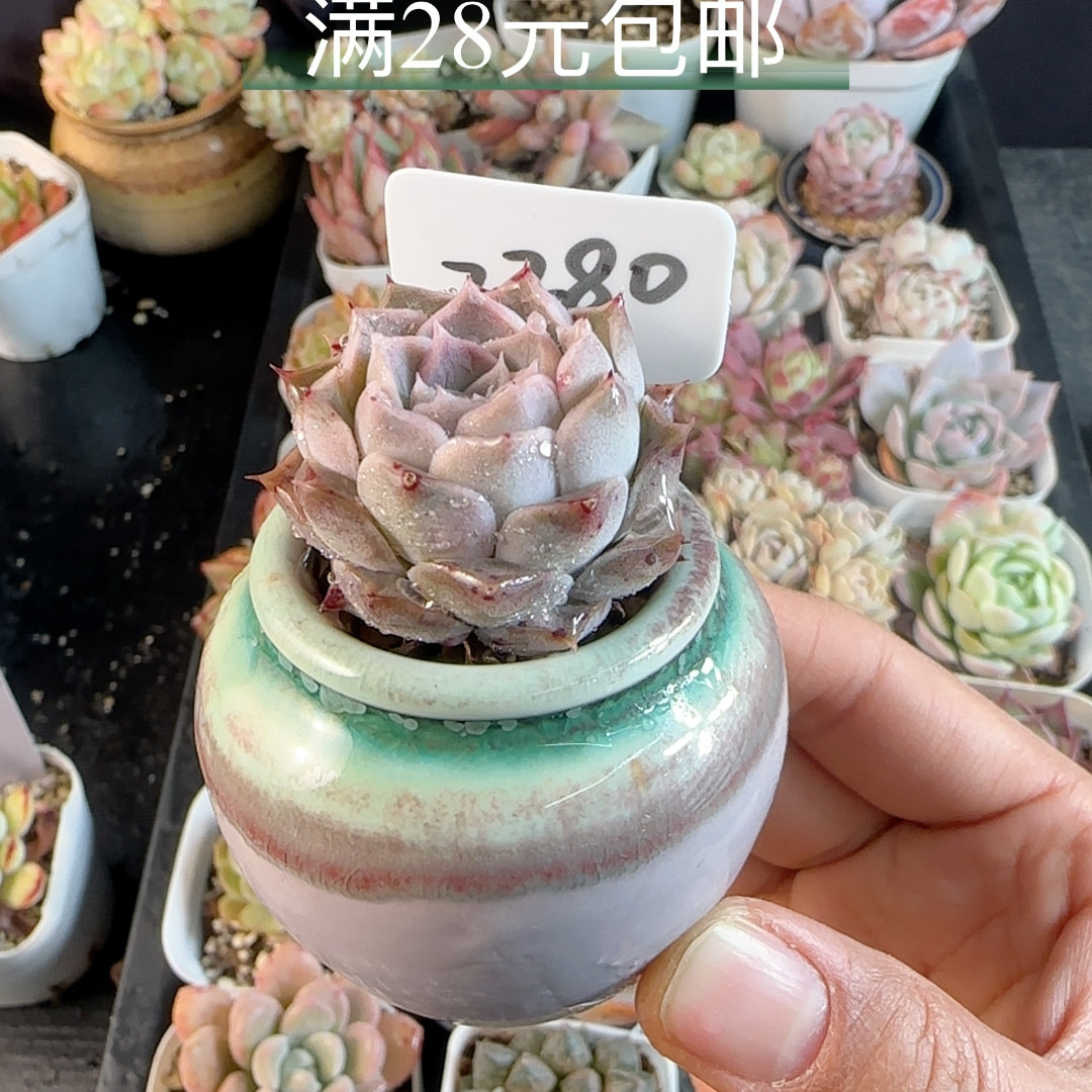 海琳娜2280 带拇指盆发,鲜花速递/花卉仿真/绿植园艺,多肉植物,淘宝优惠券,粉丝福利购,淘宝优惠卷