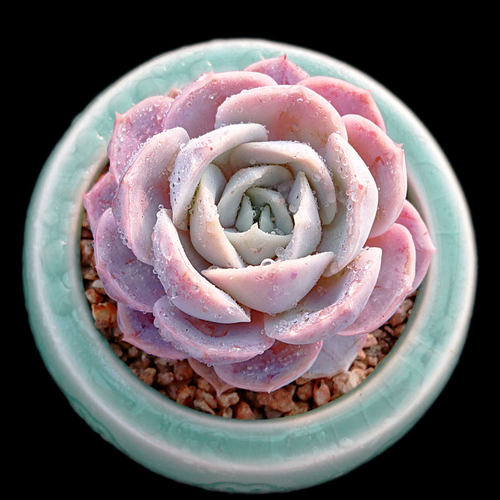 【一物一拍】蓝色惊喜多肉植物