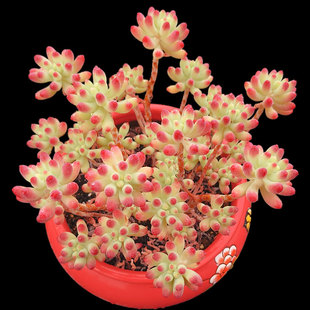 群生多肉植物阳台盆栽绿植满28元 果冻乙女心 包邮 一物一拍