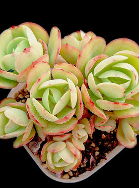 【一物一拍】碧桃包子状多肉植物