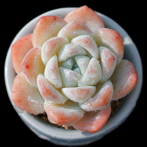 【一物一拍】奶油冰玉月影系萌肉