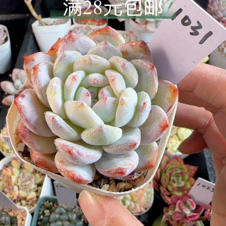 橙梦露1031,鲜花速递/花卉仿真/绿植园艺,多肉植物,淘宝优惠券,粉丝福利购,淘宝优惠卷