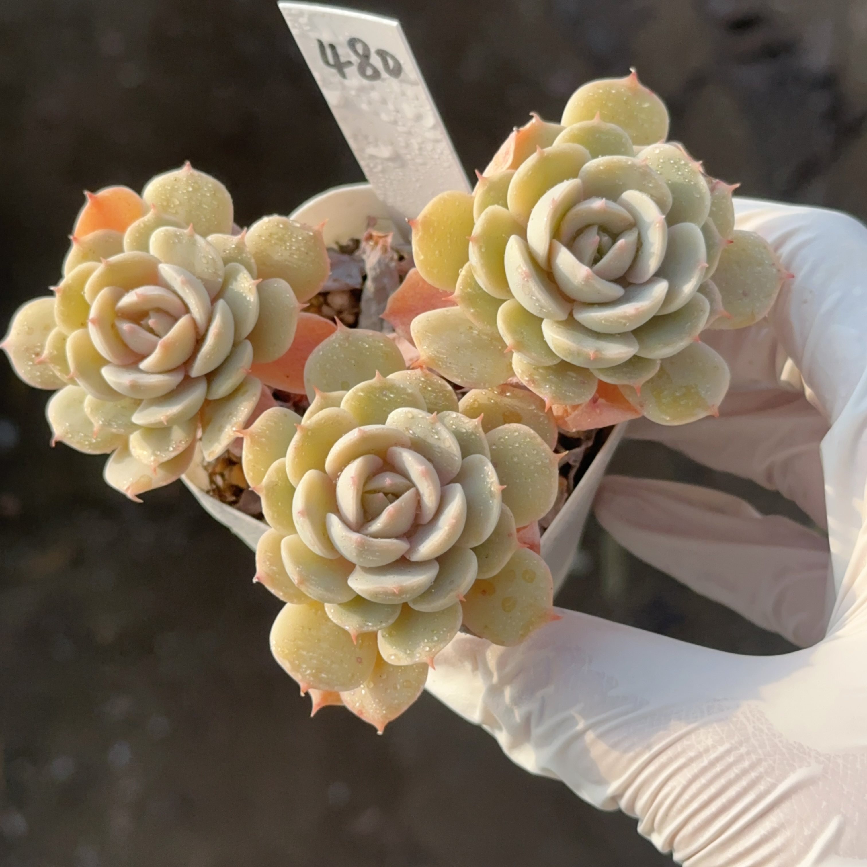 雪域480 盆口6.3cm 1月15日直播 28包邮,鲜花速递/花卉仿真/绿植园艺,多肉植物,淘宝优惠券,粉丝福利购,淘宝优惠卷