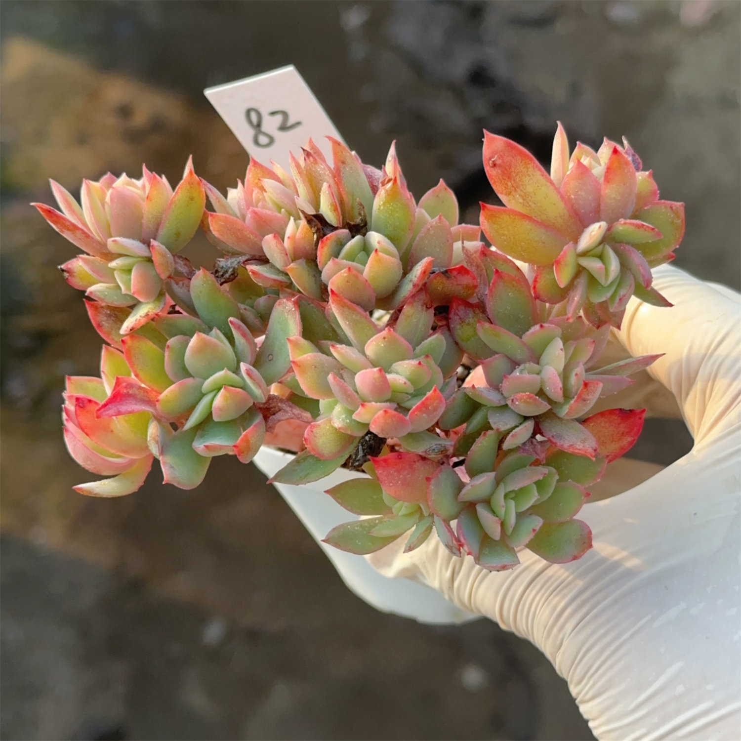 绮罗82  满28包邮 直播链接