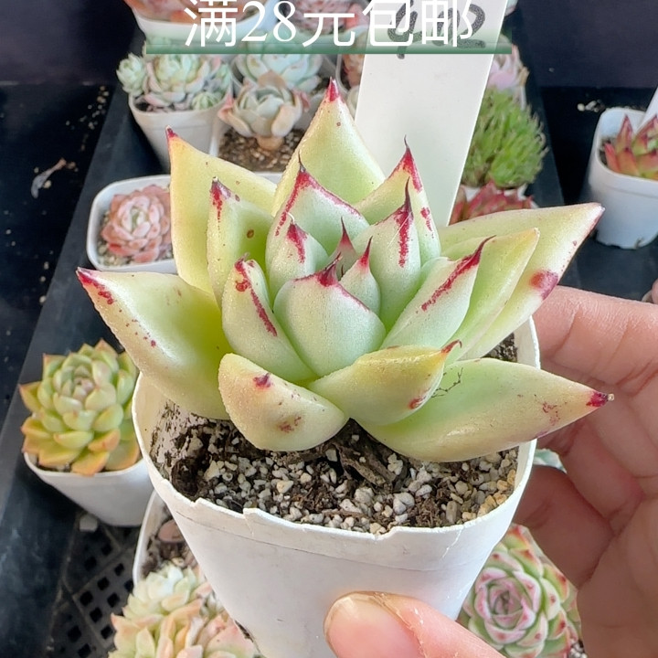 乌木402 带盆发,鲜花速递/花卉仿真/绿植园艺,多肉植物,淘宝优惠券,粉丝福利购,淘宝优惠卷