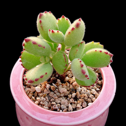 【一物一拍】熊童子小爪子多肉