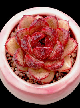 【一物一拍】糖心黑玫瑰水晶烟熏质感多肉植物办公室盆栽满28包邮