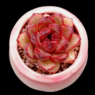 包邮 糖心黑玫瑰水晶烟熏质感多肉植物办公室盆栽满28 一物一拍