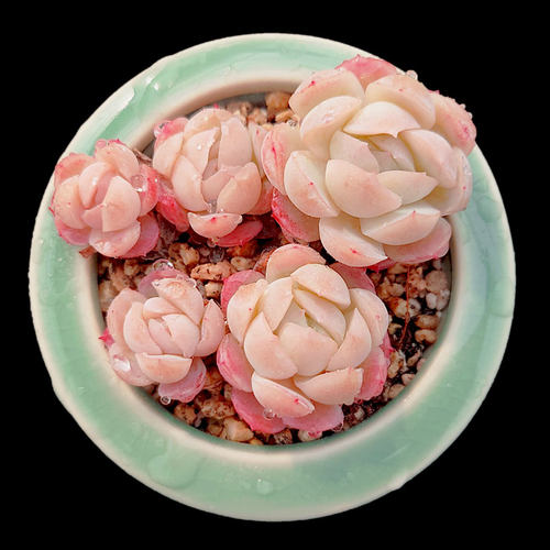 【一物一拍】双子贝瑞多肉植物