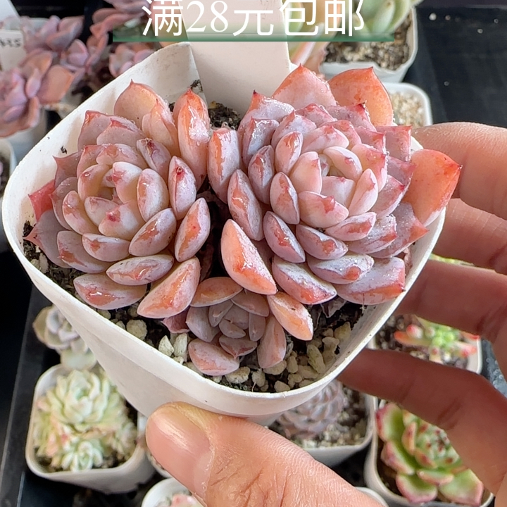 纯爱414 散群带盆发