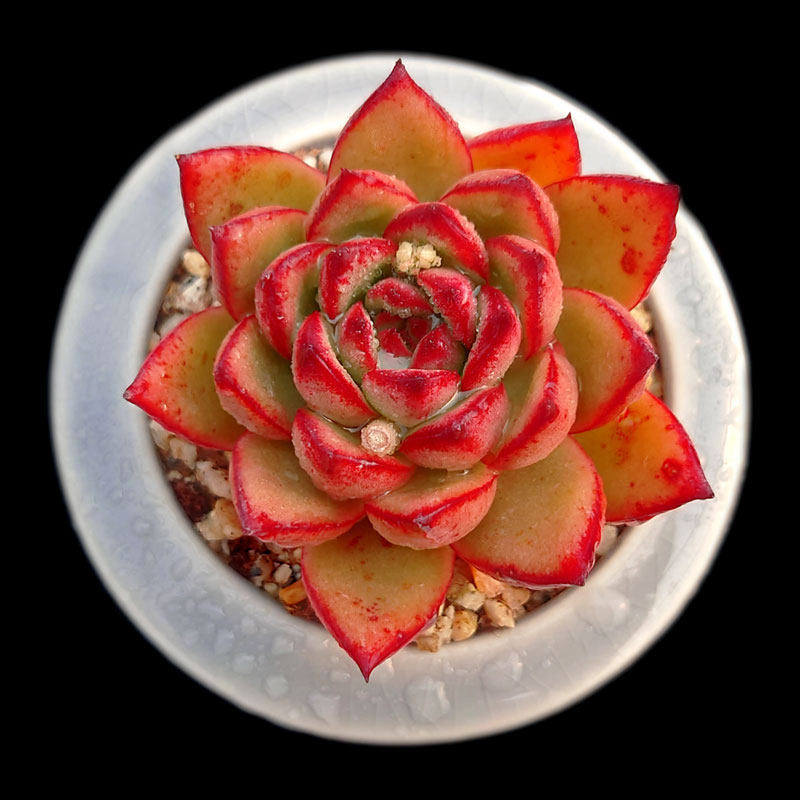 【一物一拍】圣诞东云红边东云系多肉植物办公室盆栽绿植满28包邮