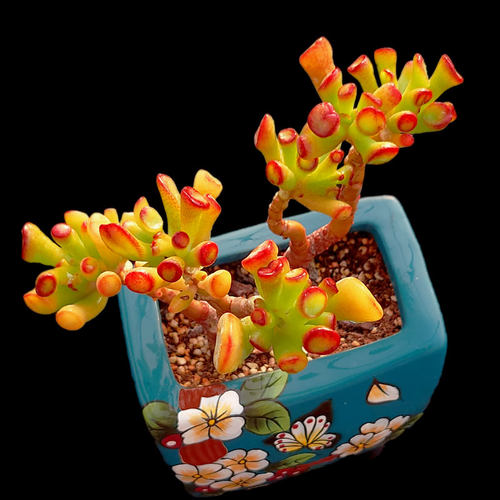 【一物一拍】吸财树筒叶招财多肉