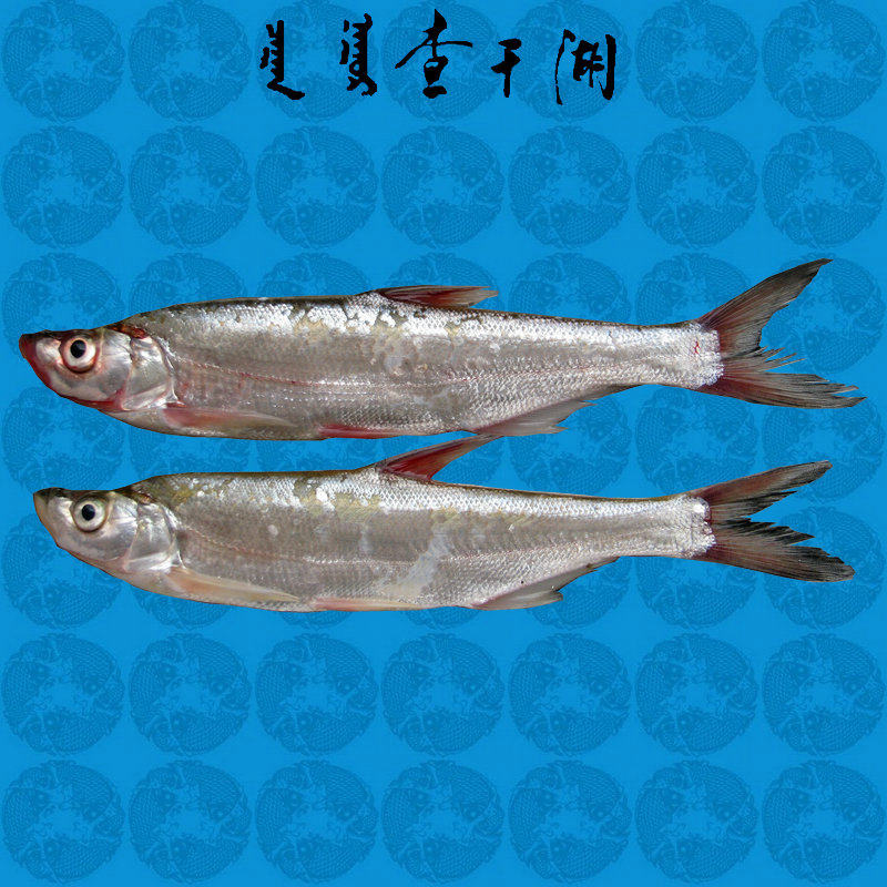查干湖有机大白鱼300g*  两条共约1.2斤源头直供包邮