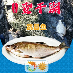 查干湖武昌鱼250g至2000g1条纯天然