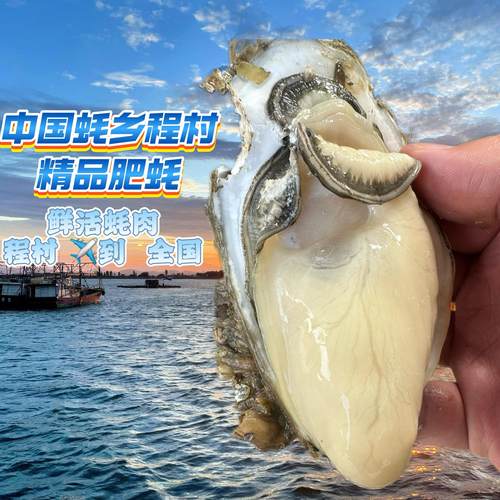 海鲜梦程村咸水白蚝净蚝肉2斤装包邮每天现开现发正宗脆蚝